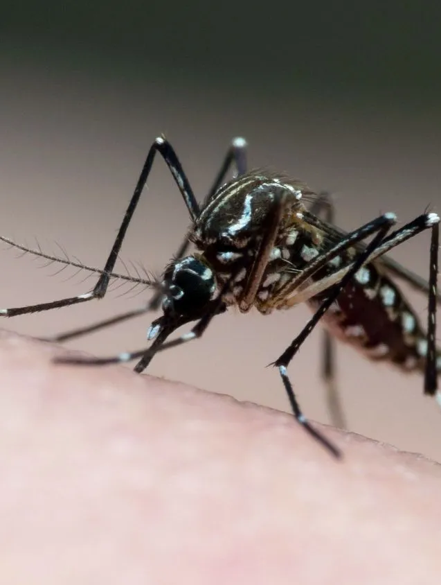 dengue34