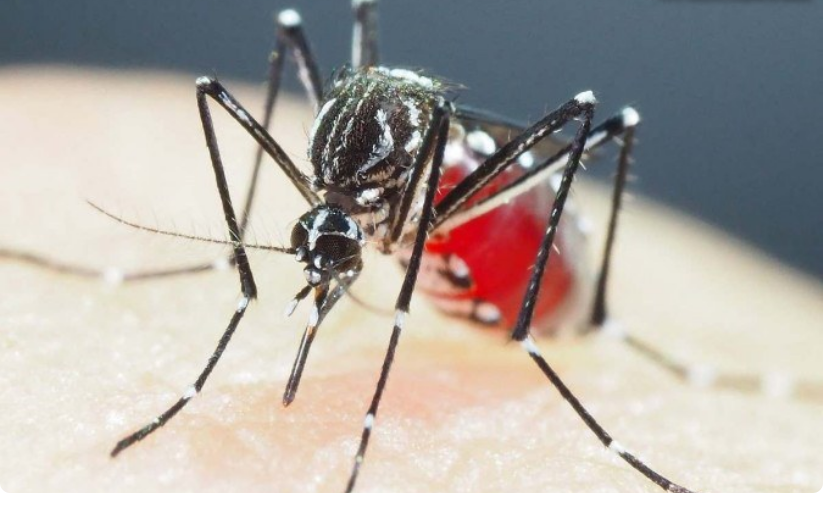 Screenshot 2025-11-05 at 07-41-26 Na mobilização contra a dengue Ministério da Saúde conta com o apoio de artistas e influenciadores — Agência Gov