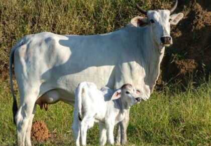 agro_vaca_nelore-com-cria_2fev23_Leonidas-Santana_Guettyimages-768x512