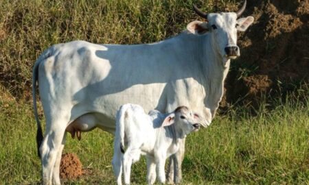 agro_vaca_nelore-com-cria_2fev23_Leonidas-Santana_Guettyimages-768x512