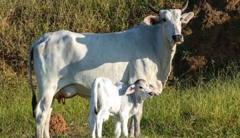 agro_vaca_nelore-com-cria_2fev23_Leonidas-Santana_Guettyimages-768x512