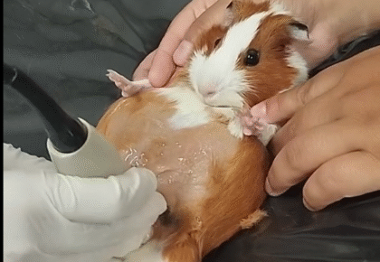 Captura de tela 2026-02-05 123021