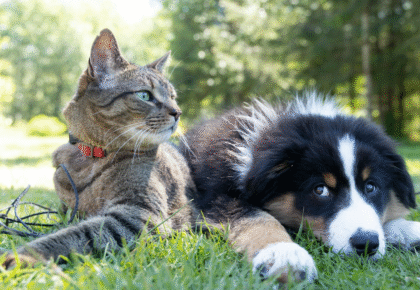 Screenshot 2026-02-12 at 08-40-24 Cães e gatos agora podem ser sepultados em jazigos onde os familiares foram enterrados em São Paulo