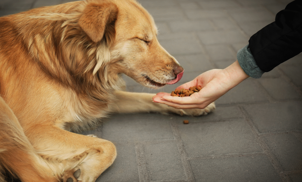 Screenshot 2026-02-23 at 09-32-04 Formas de ajudar cachorros de rua além da Adoção I PEDIGREE®