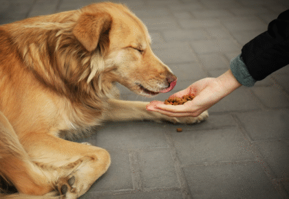 Screenshot 2026-02-23 at 09-32-04 Formas de ajudar cachorros de rua além da Adoção I PEDIGREE®