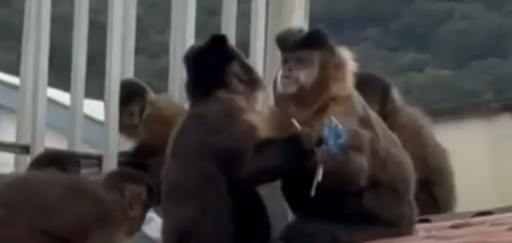 Captura de tela 2026-03-14 095905