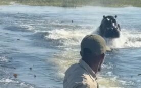 Turistas-gravam-momento-em-que-hipopotamo-gigante-corre-atras-de