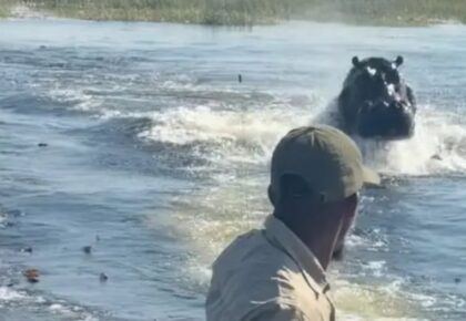 Turistas-gravam-momento-em-que-hipopotamo-gigante-corre-atras-de