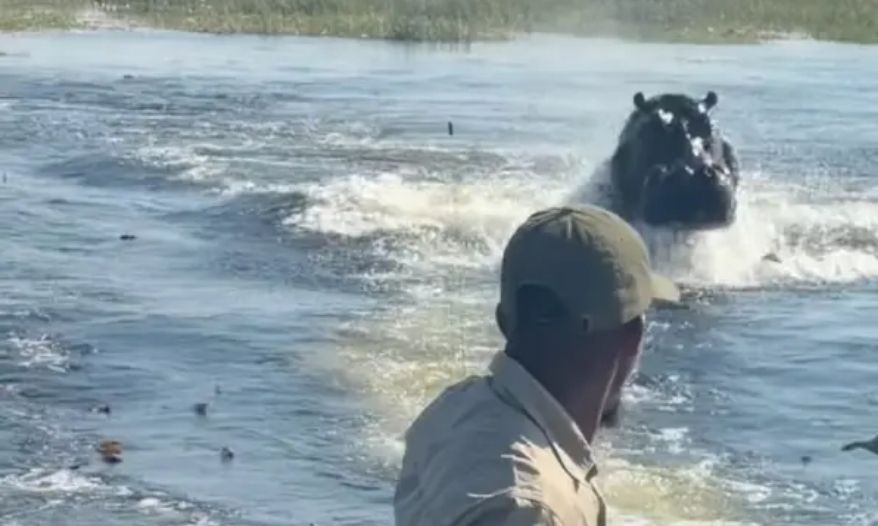 Turistas-gravam-momento-em-que-hipopotamo-gigante-corre-atras-de